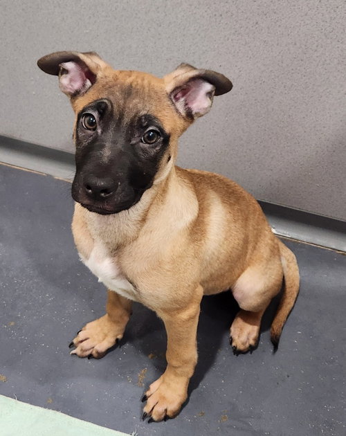 picture of the dog needing adoption