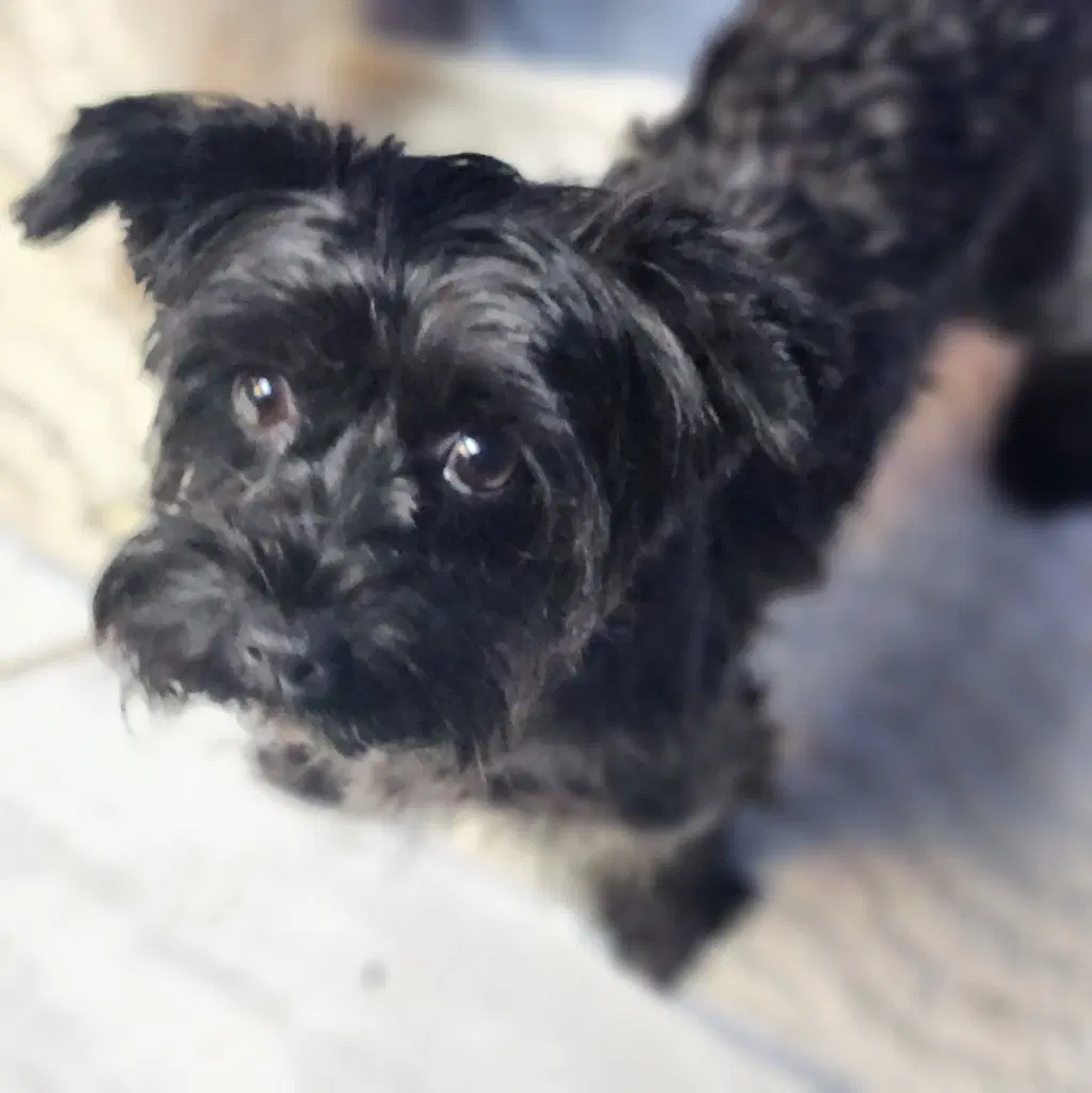 Hallie - Yorkshire Terrier Yorkie