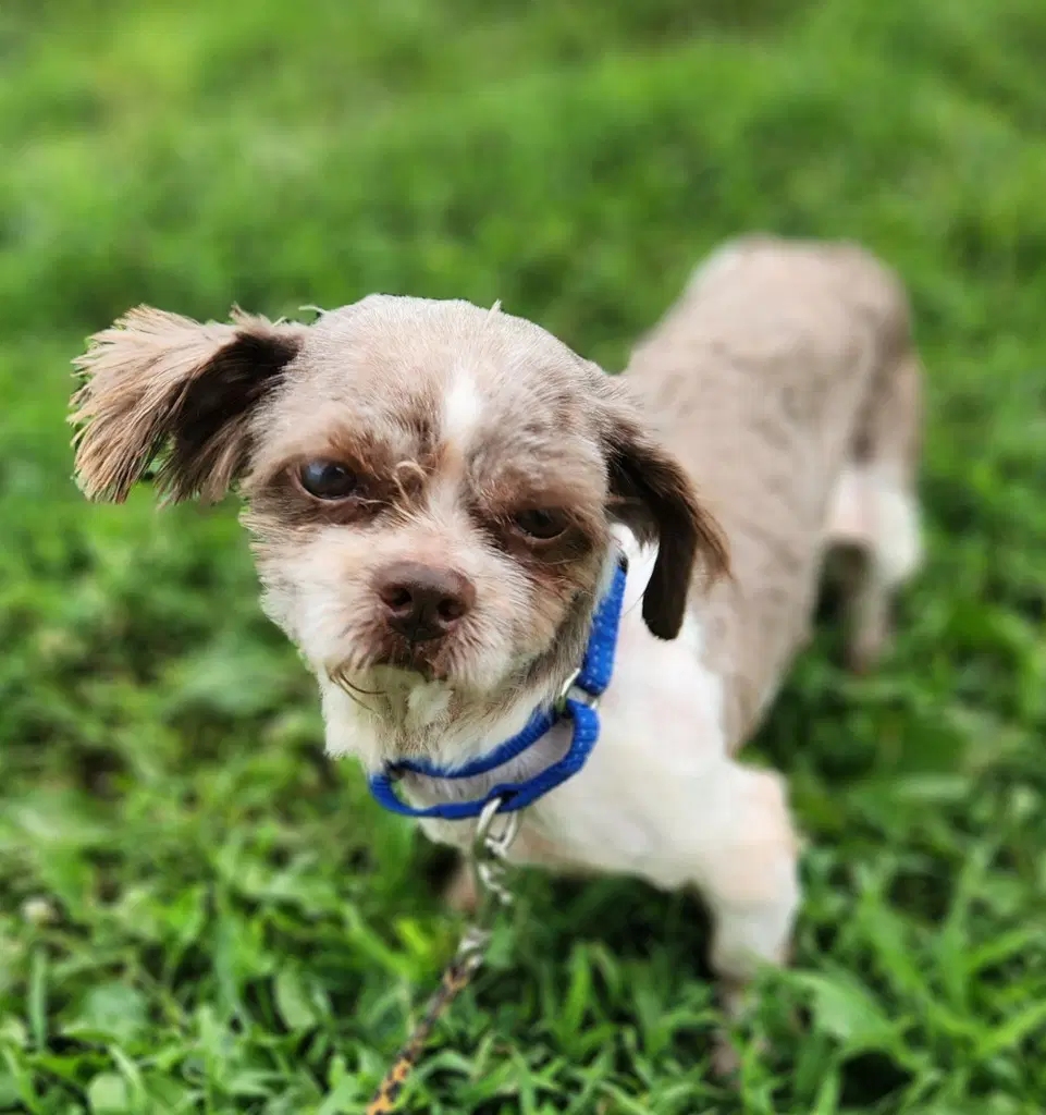 Bane - Shih Tzu