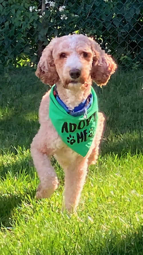 Kermit, a dog for adoption from Furry Feet Rescue Inc.