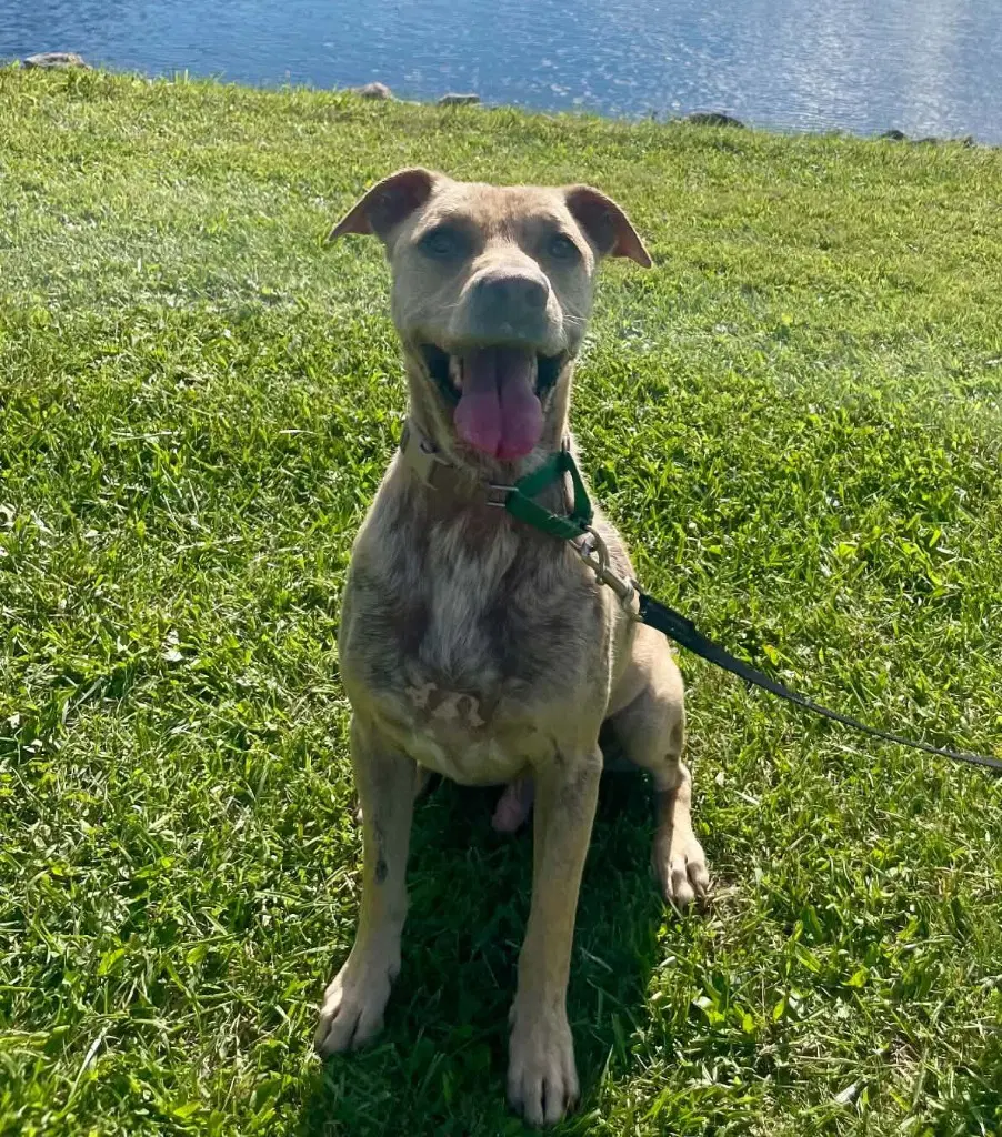 Chief - Labrador Retriever