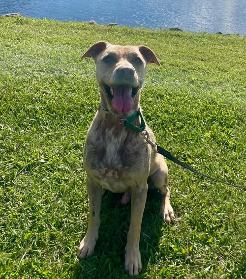 picture of the dog needing adoption