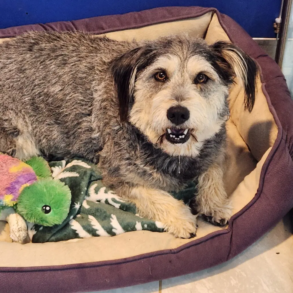 Freckles - Wirehaired Fox Terrier