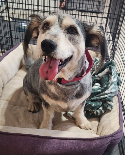 picture of the dog needing adoption
