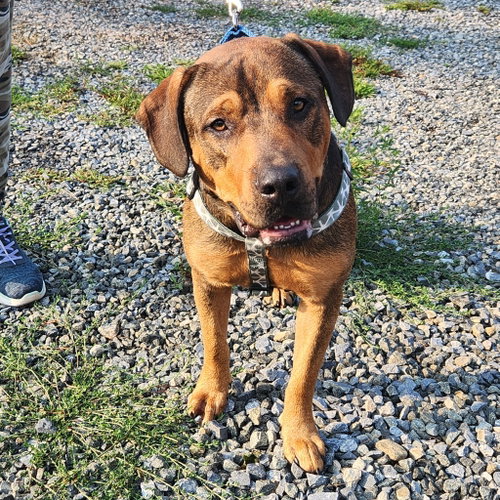 picture of the dog needing adoption