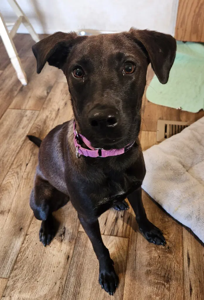Stacie - Labrador Retriever