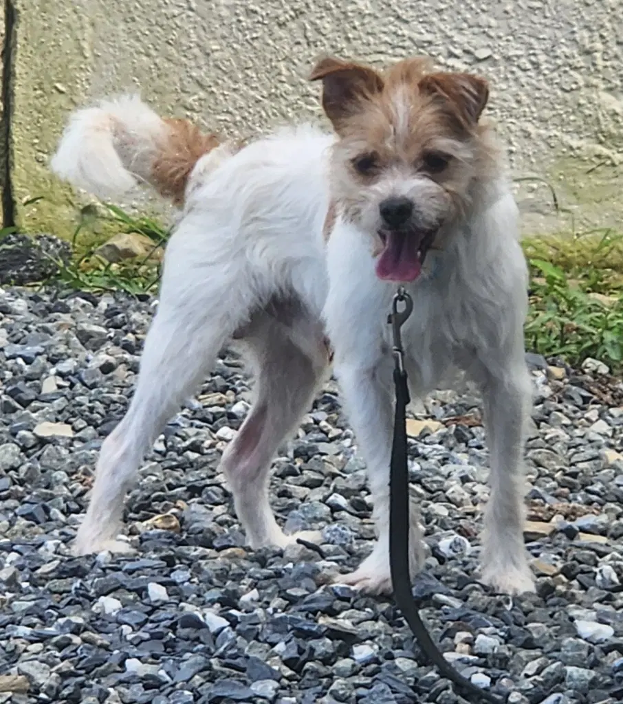 Toby image 2