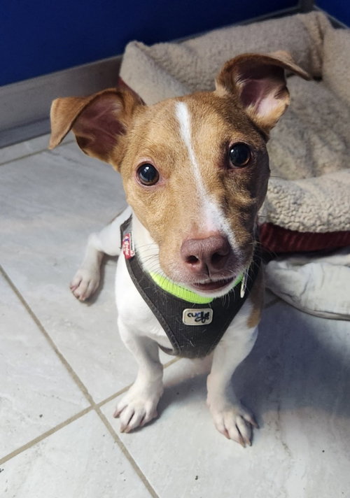 picture of the dog needing adoption