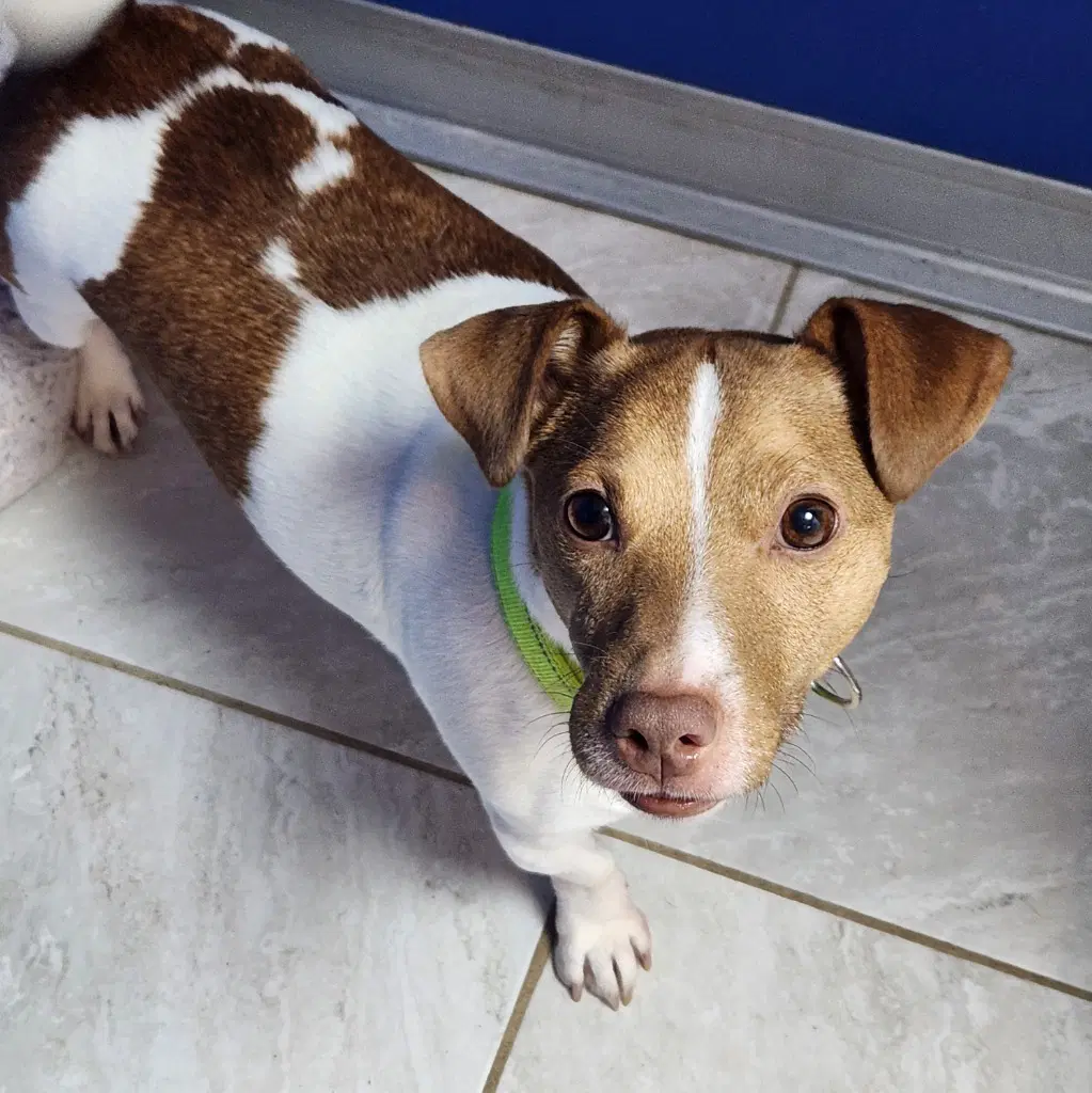 Jack - Jack Russell Terrier