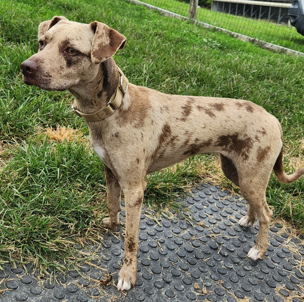 Nova