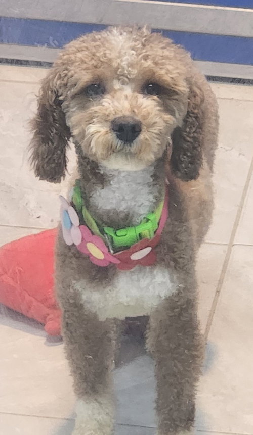 picture of the dog needing adoption
