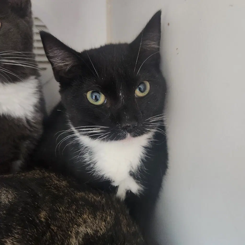 Clover - Domestic Short Hair