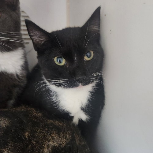picture of the cat needing adoption