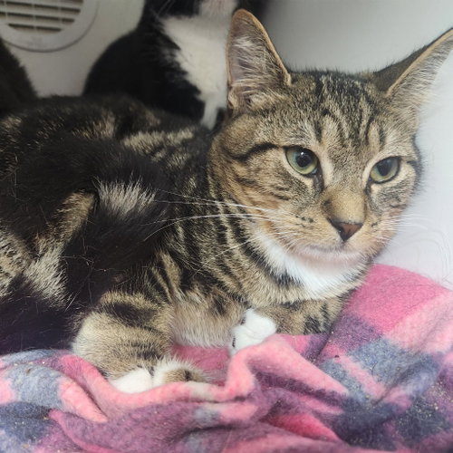 picture of the cat needing adoption