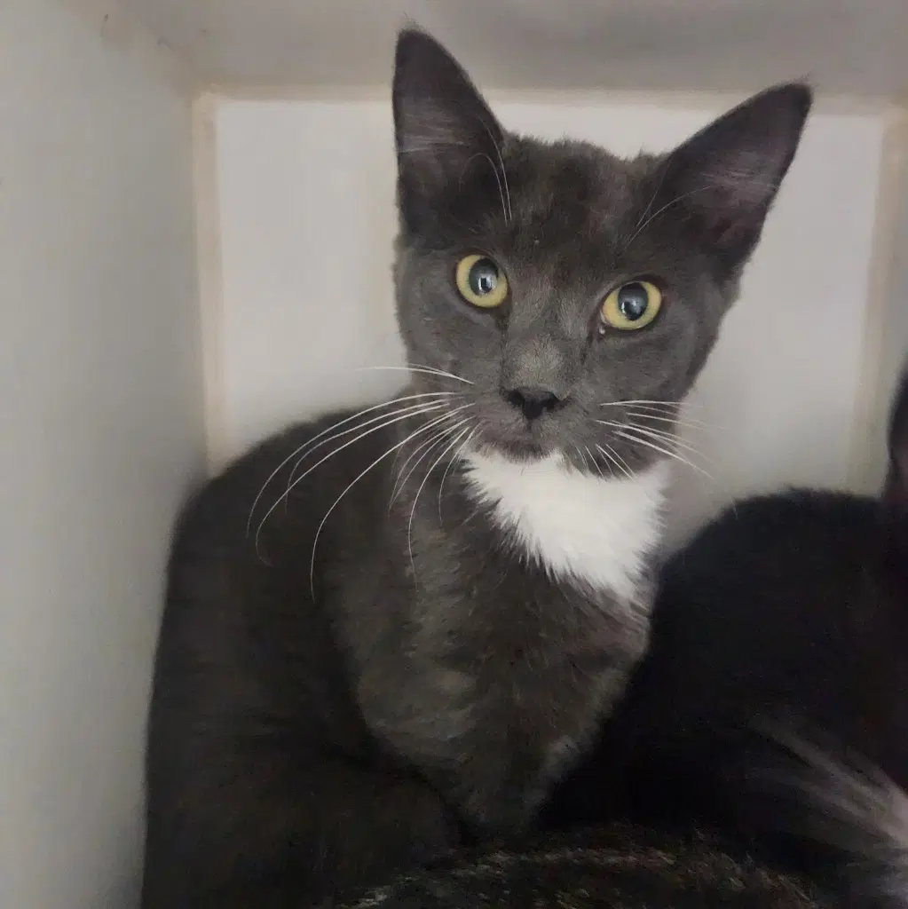 Sage - Domestic Short Hair