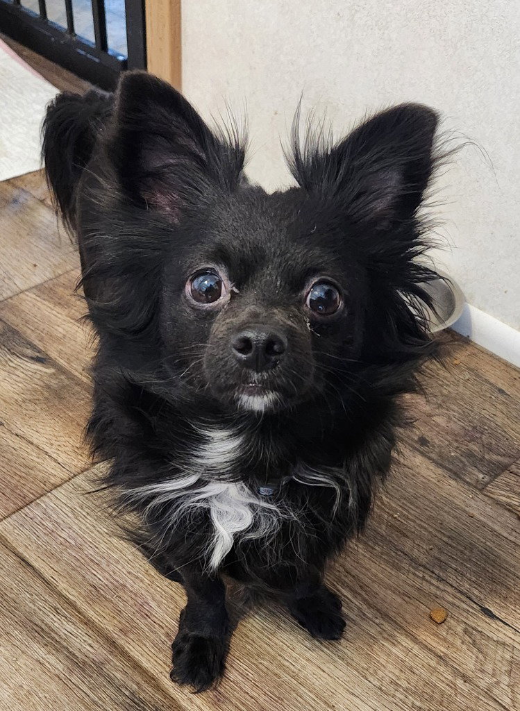 Charlie, dog — photo 1 of 2