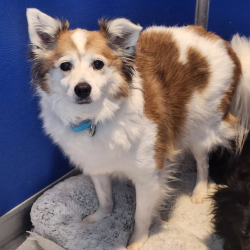 picture of the dog needing adoption