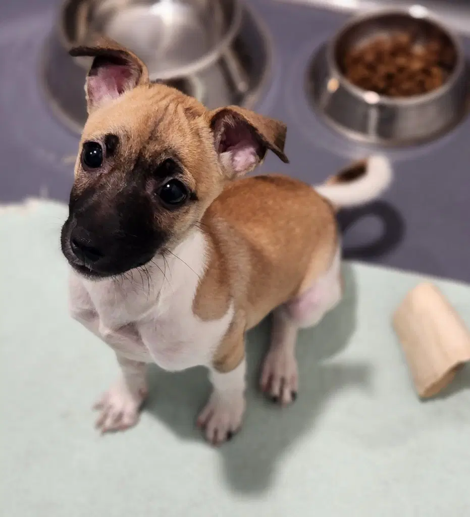 Snickers - Jack Russell Terrier