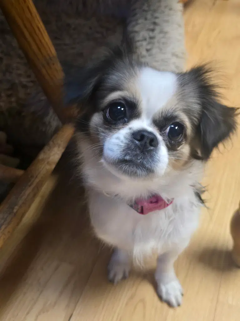 Zalia - Pekingese
