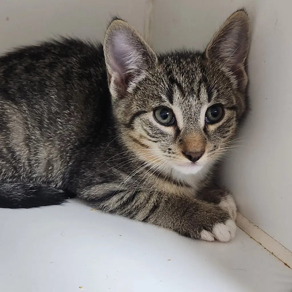 Jeff - Domestic Short Hair