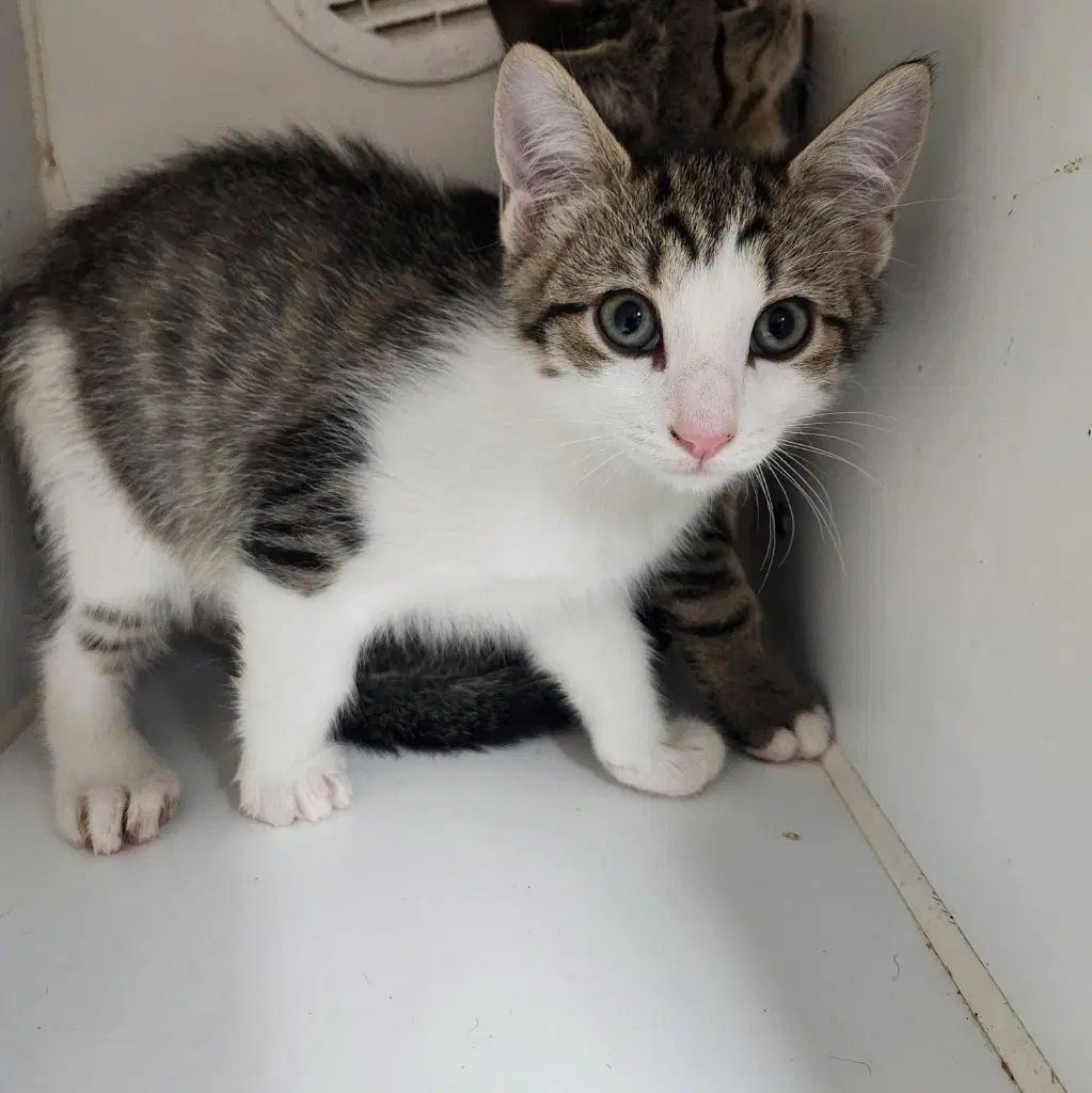 Mutt - Domestic Short Hair