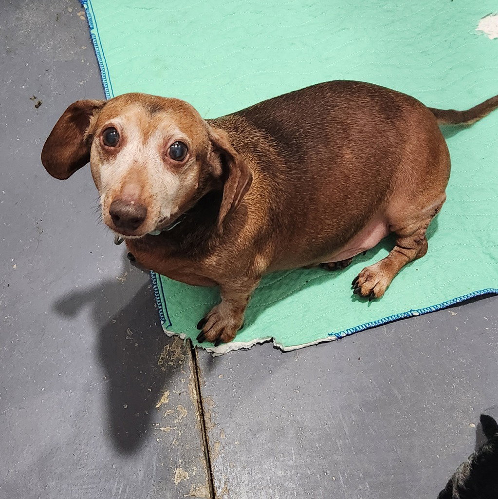 Peanut, dog — photo 1 of 1