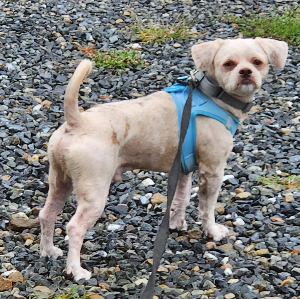 Rocky, dog — photo 1 of 2