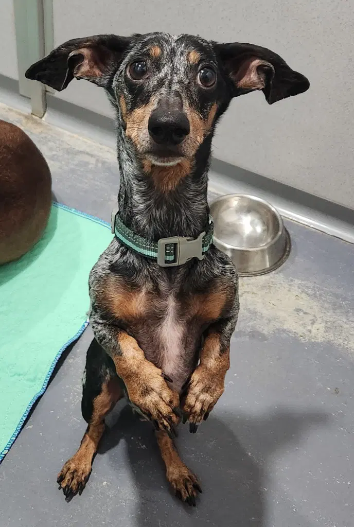 Trouble - Dachshund
