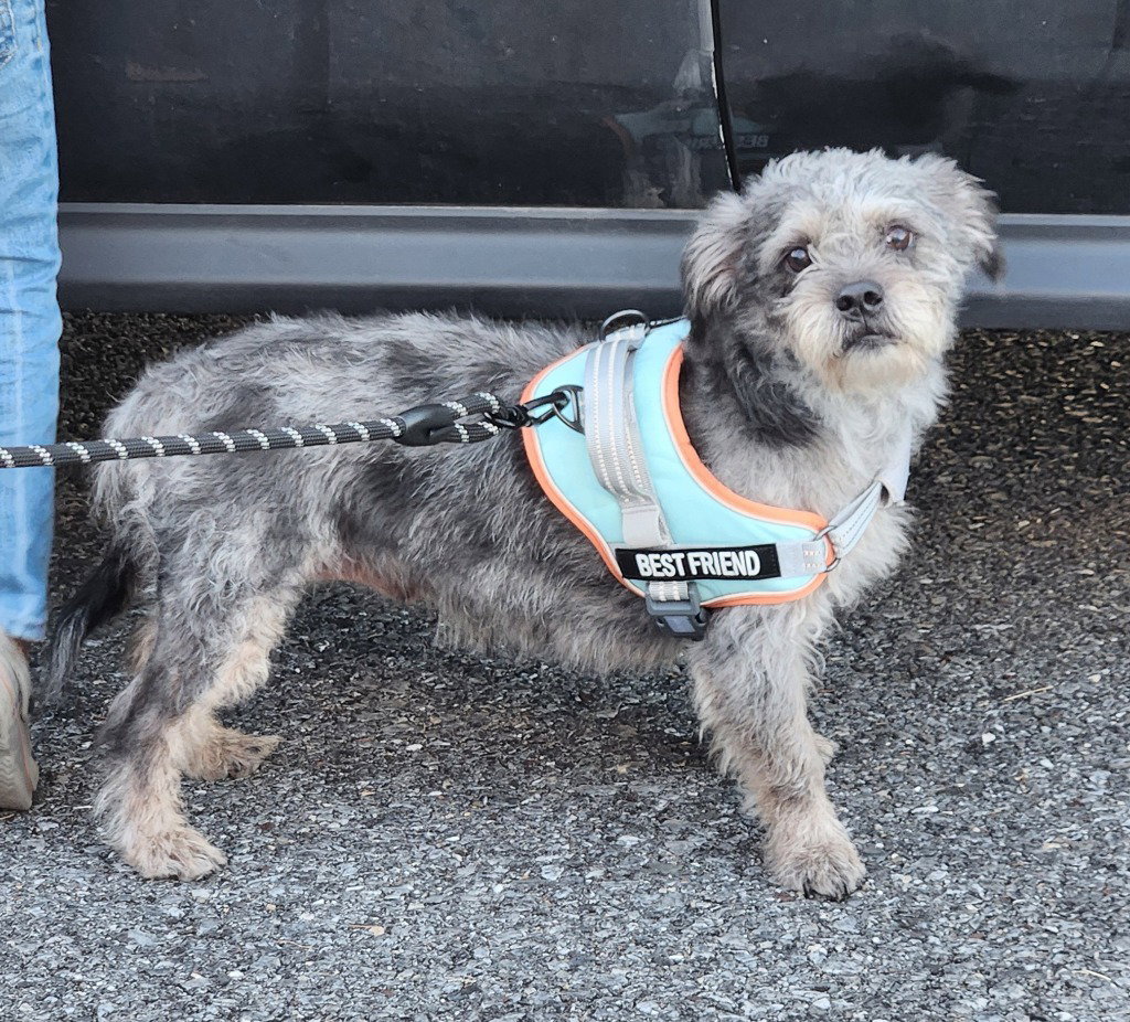 Yanni, dog — photo 1 of 2