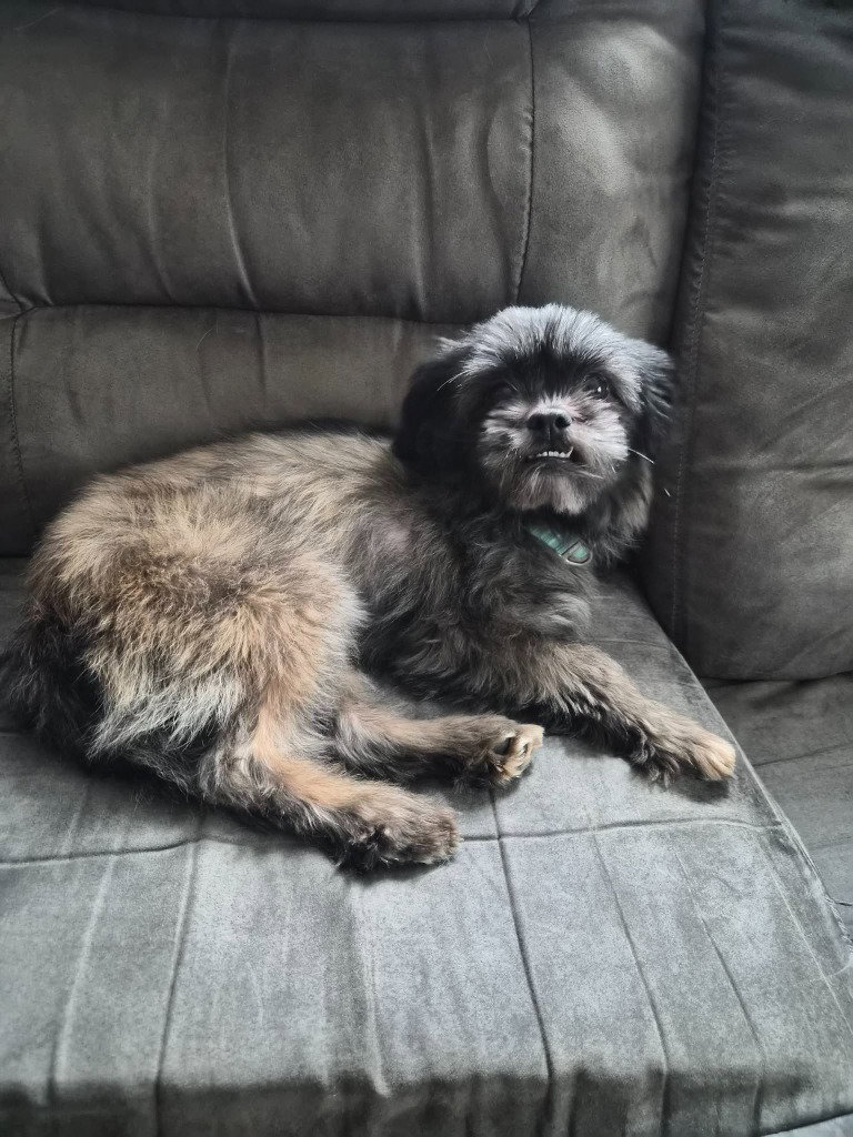 Luna, dog — photo 1 of 2