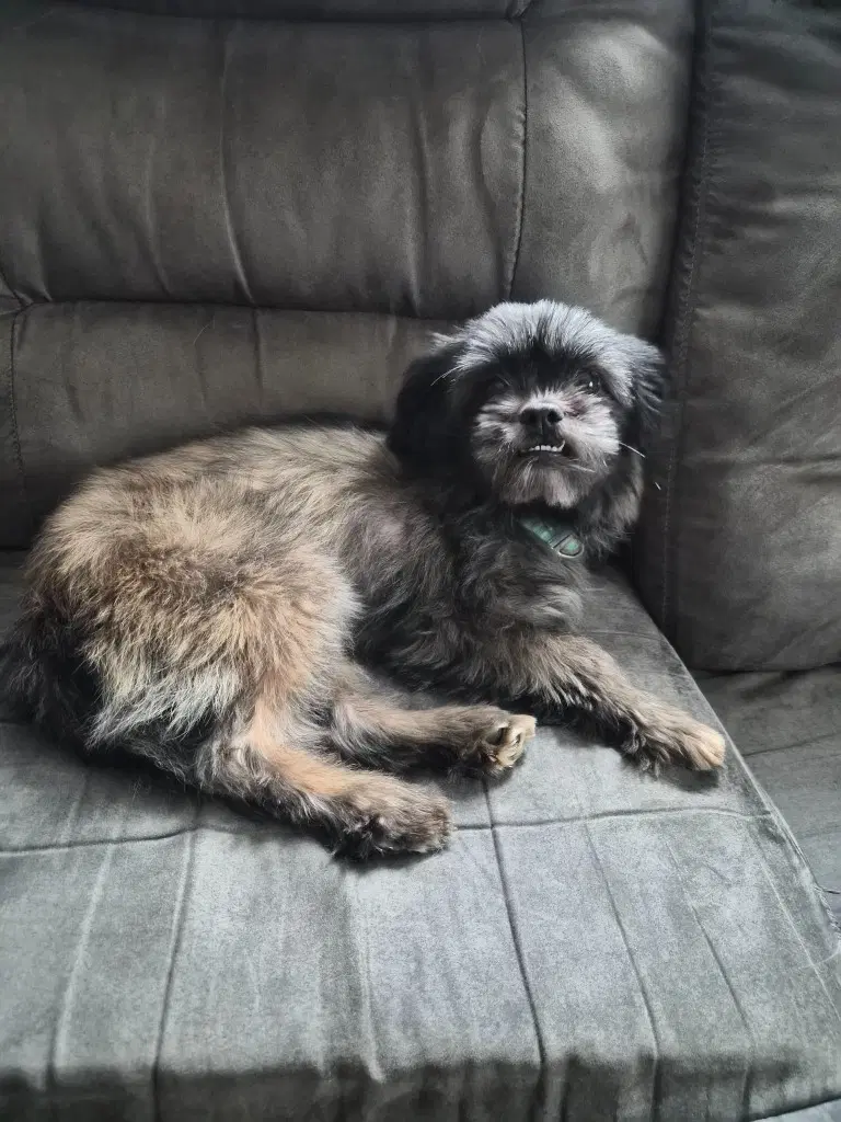 Luna - Shih Tzu