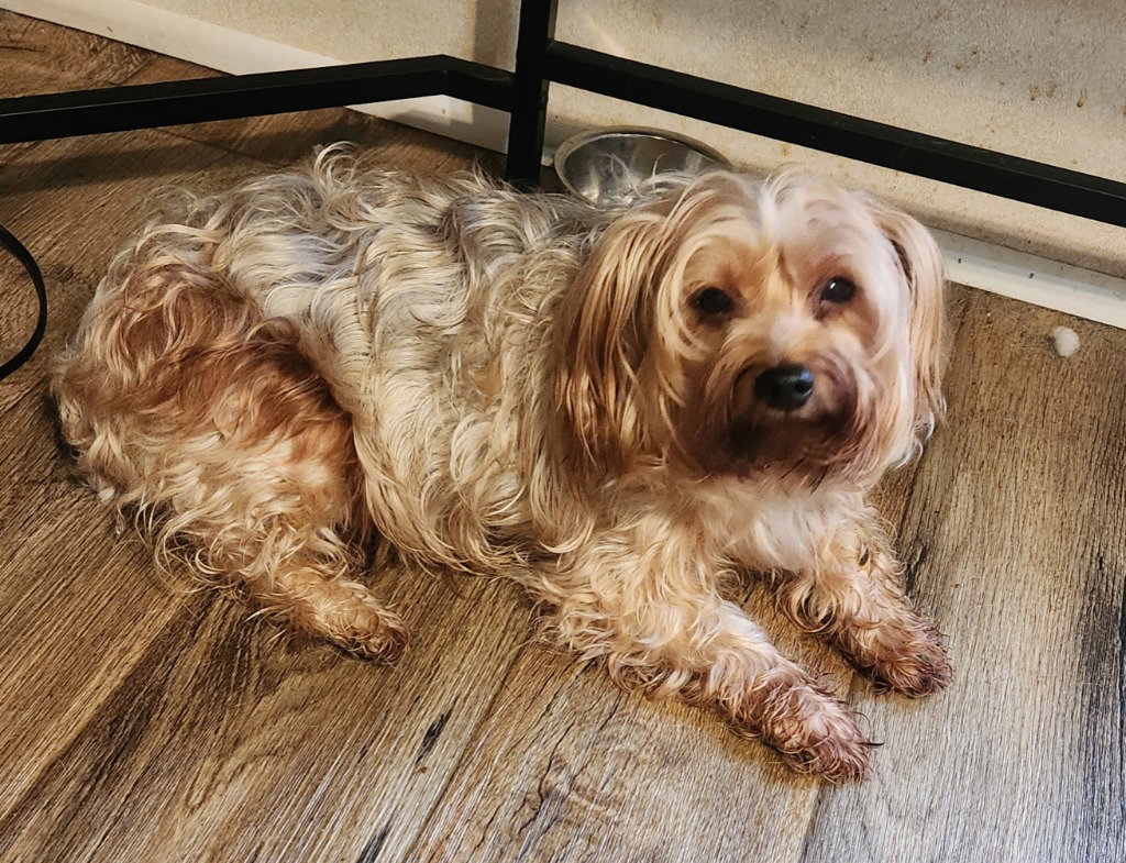 Stella, dog — photo 1 of 1