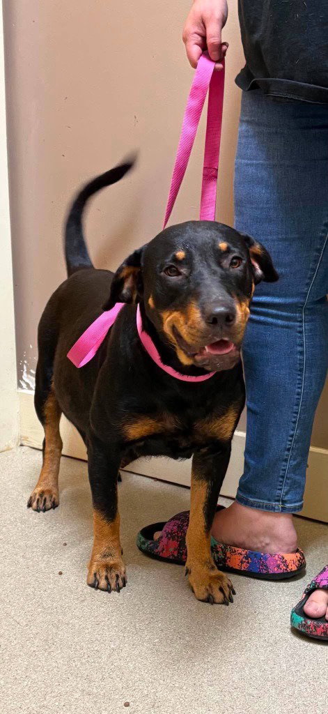 Dottie, Rottweiler