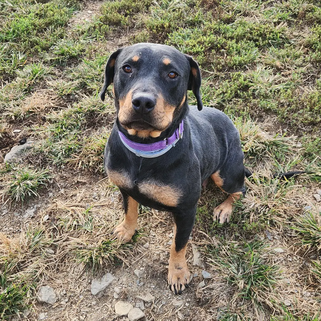 Dottie - Rottweiler