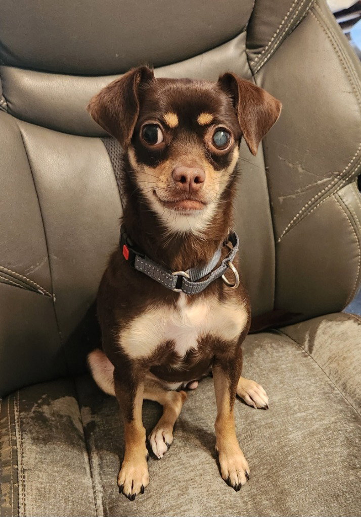 Mia, Chihuahua