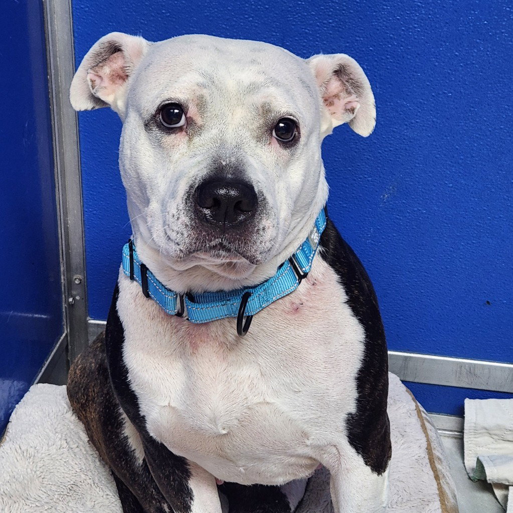 Stormy, Pit Bull Terrier
