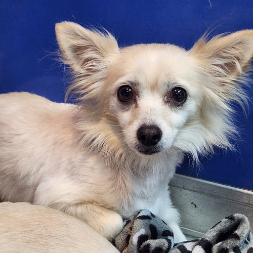 Fennec, a dog for adoption from Furry Feet Rescue Inc.