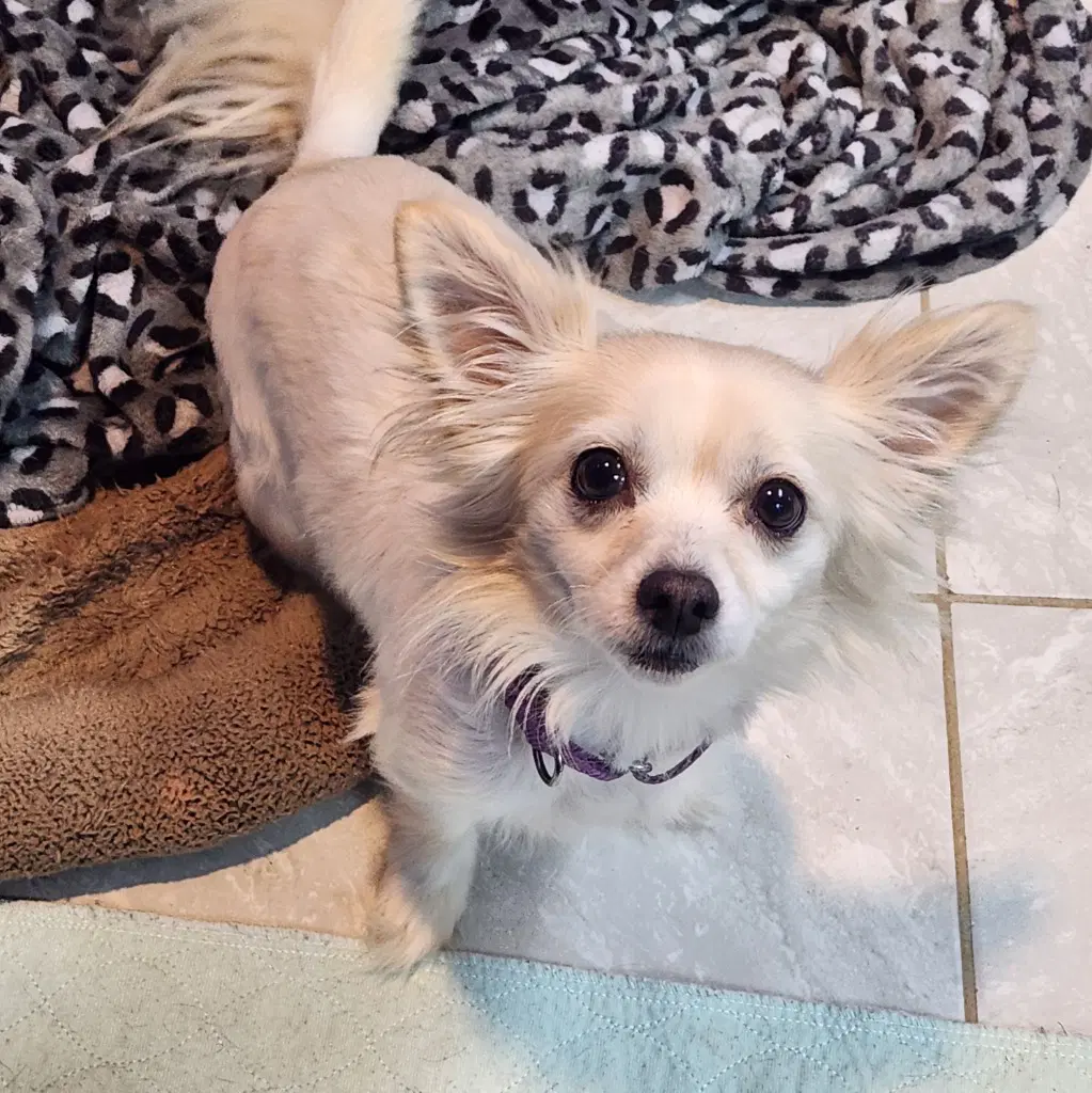Fennec - Chihuahua