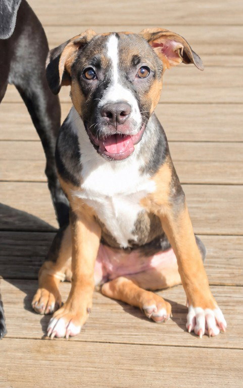 Magnolia, a dog for adoption from Furry Feet Rescue Inc.