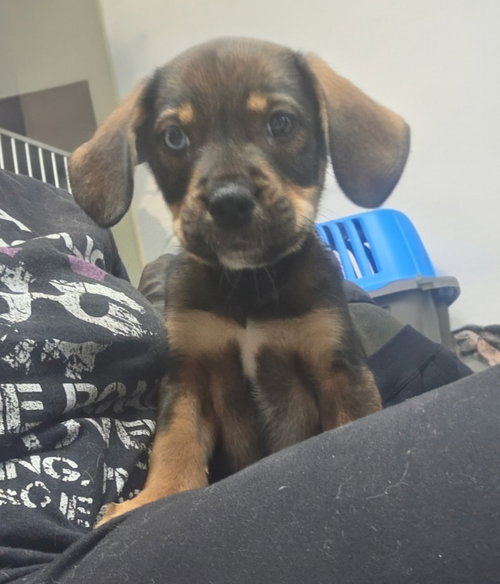 Darla, a dog for adoption from Furry Feet Rescue Inc.