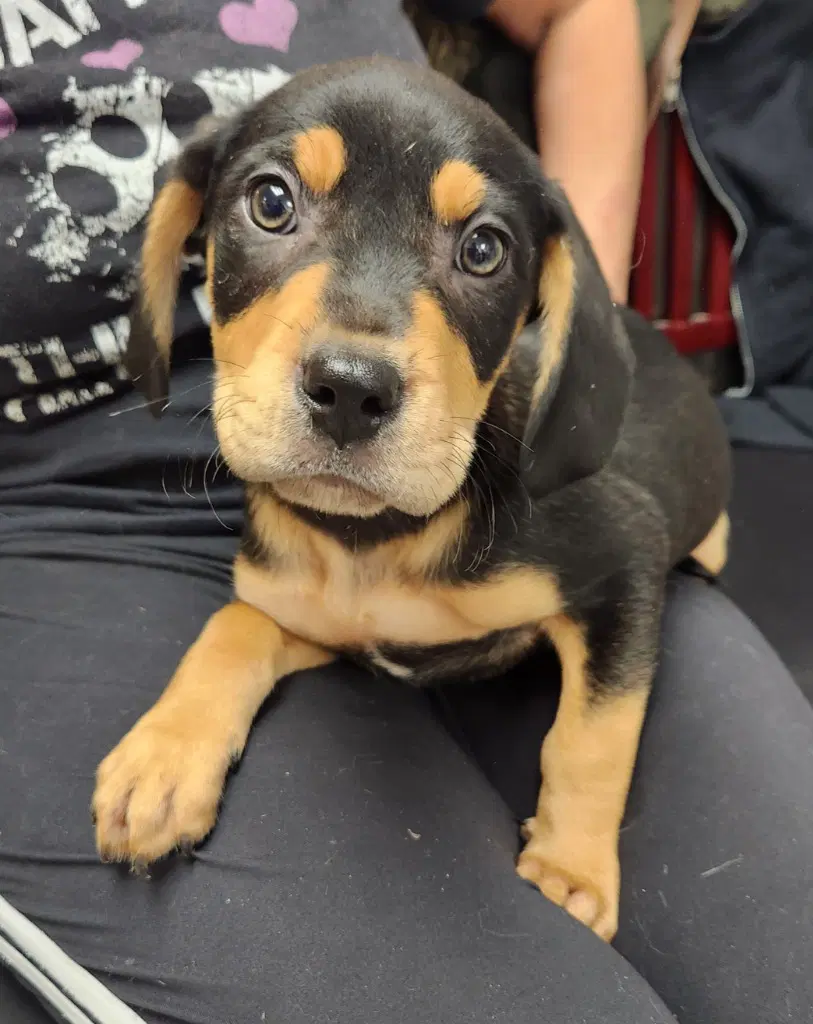 Diesel - Rottweiler