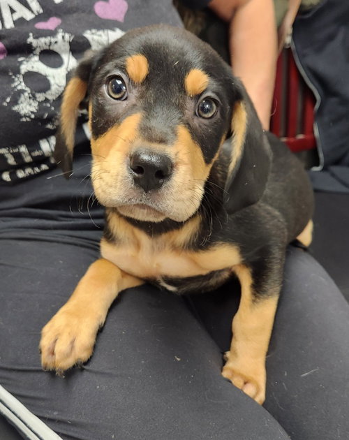 Diesel, a dog for adoption from Furry Feet Rescue Inc.
