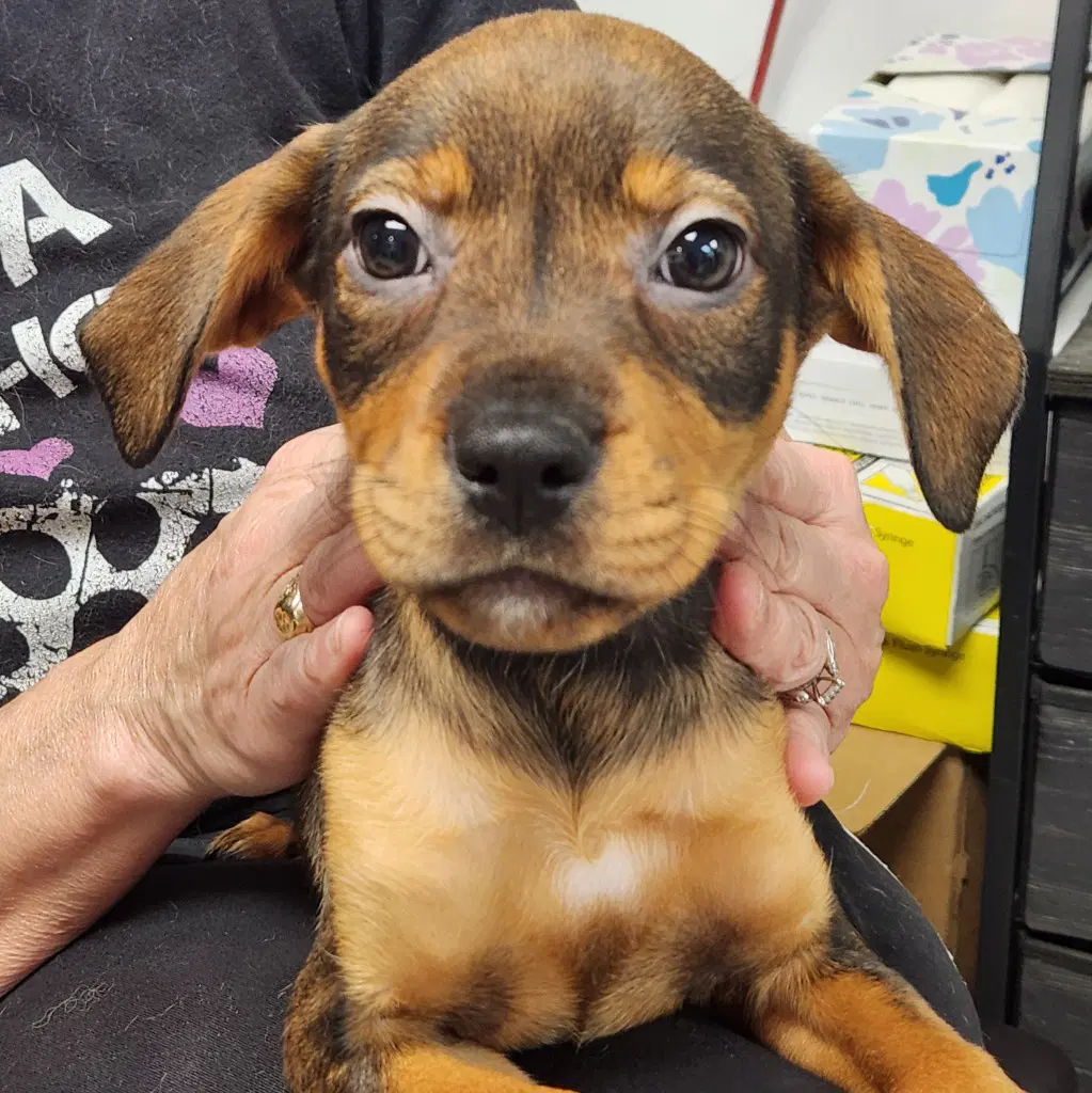 Dolly - Rottweiler
