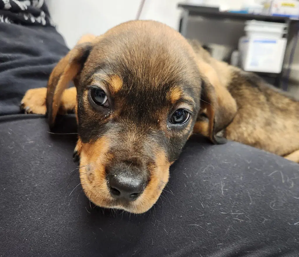 Duke - Rottweiler