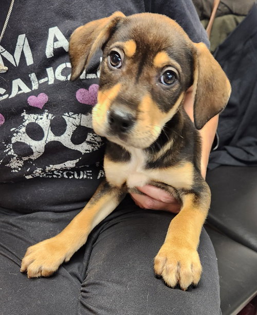 Duncan, a dog for adoption from Furry Feet Rescue Inc.