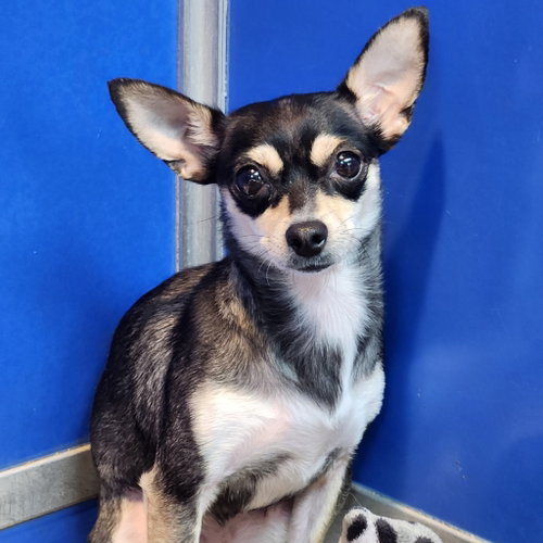 Harley, a dog for adoption from Furry Feet Rescue Inc.