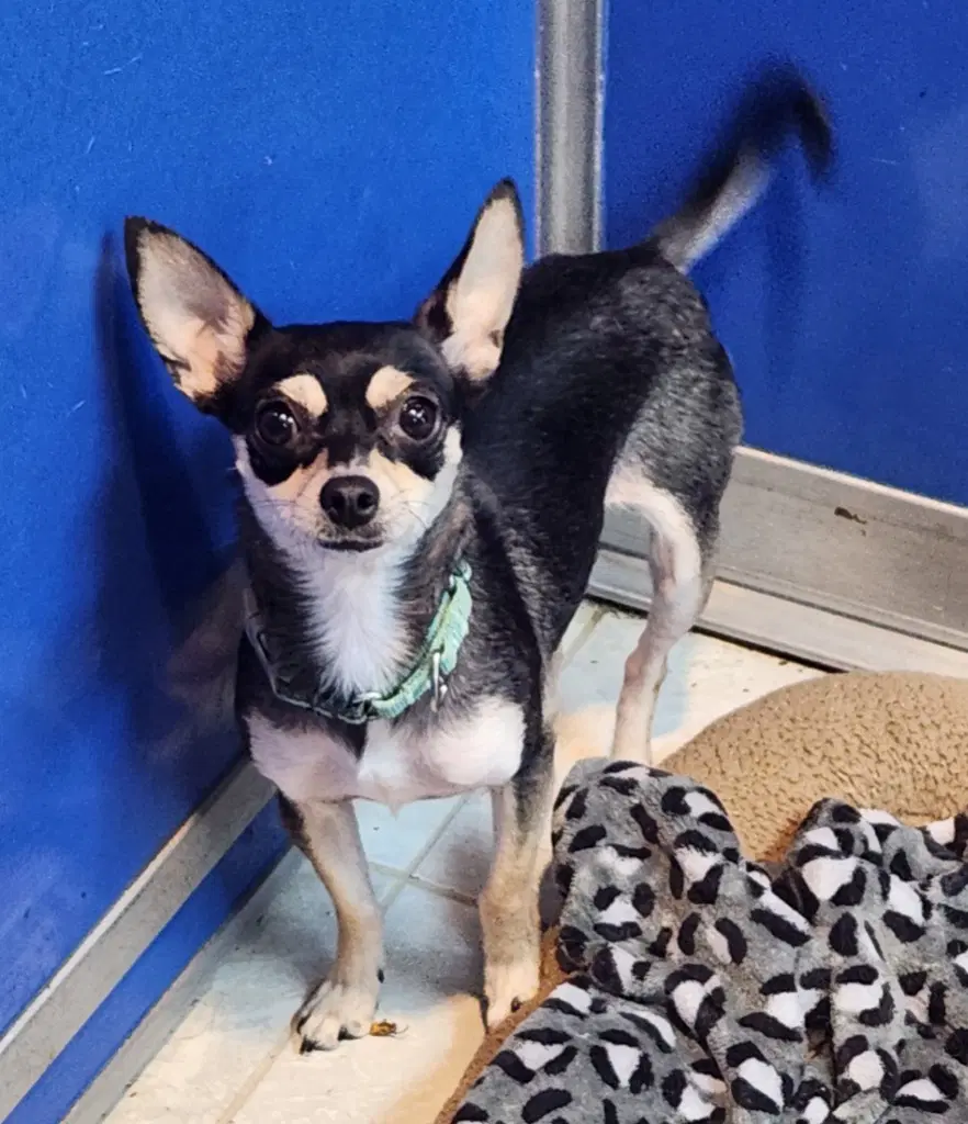 Harley - Chihuahua