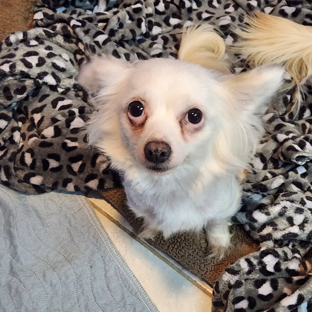Luna - Chihuahua
