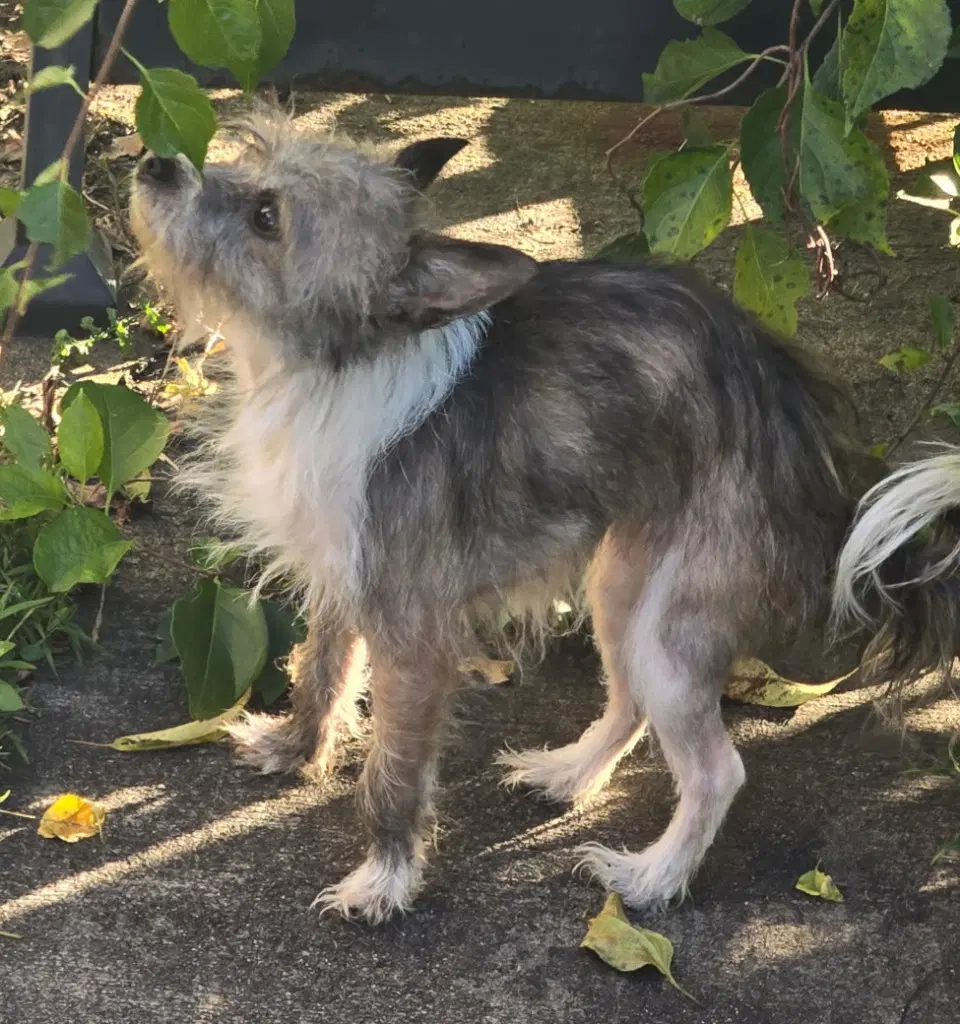 Cleo - Chihuahua