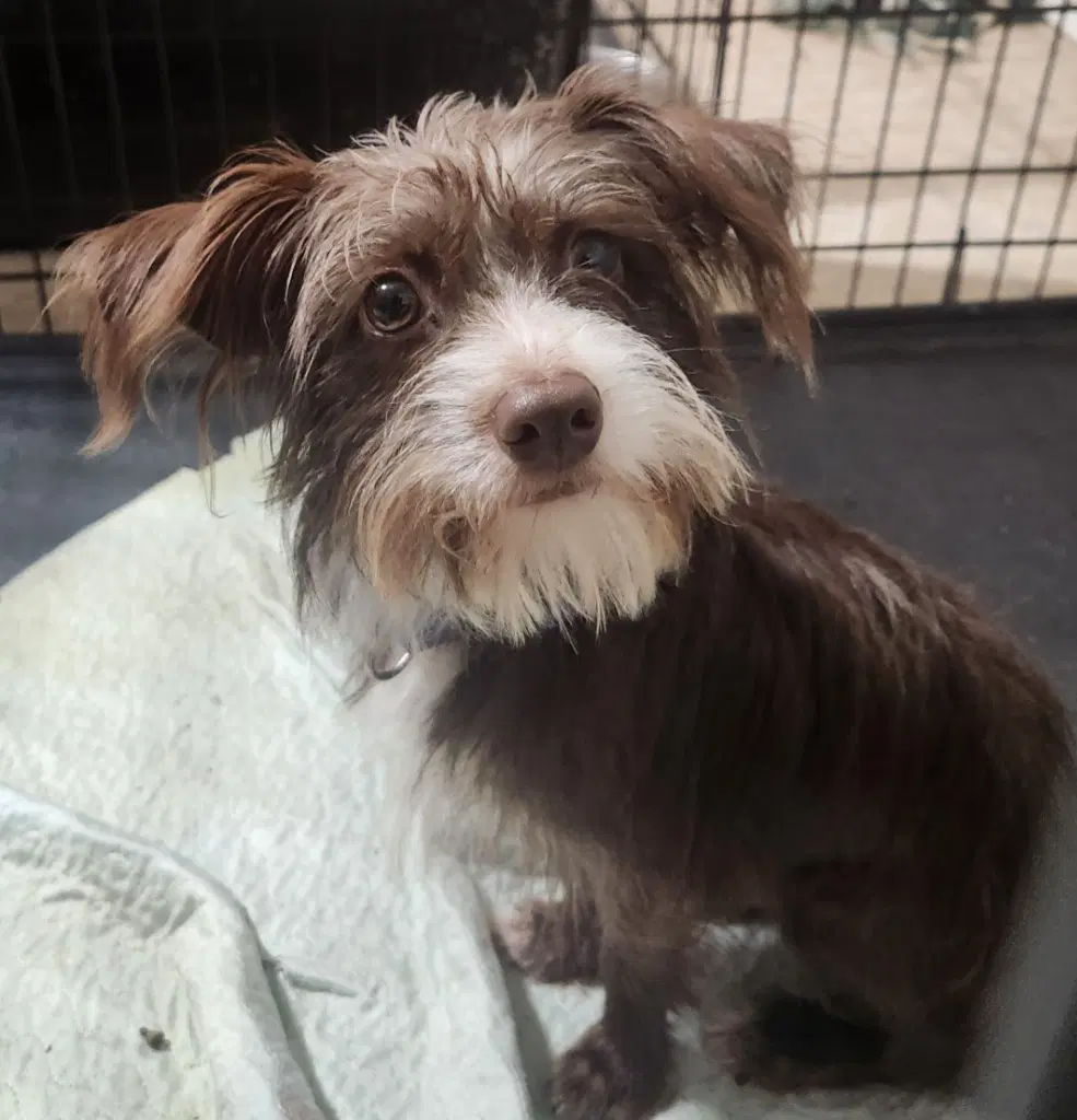 Rufus - Shih Tzu